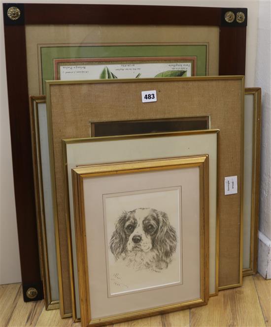 A pair ornithological prints and four other prints and drawings and three dog prints